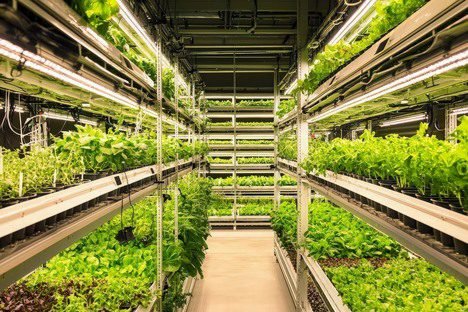 Agricultural Produce Chiller Rooms UAE