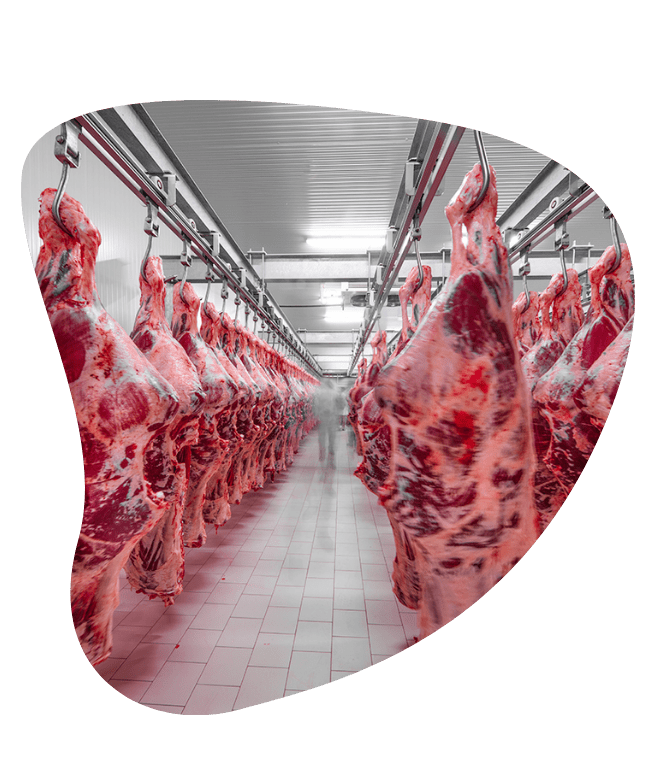 Fresh Meat Chiller Rooms in UAE